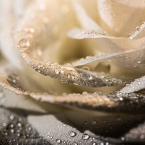 Vorbestellung Selbstlieberitual Audio